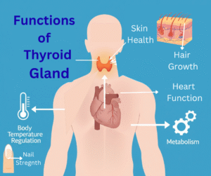 Functions of Thyroid Gland